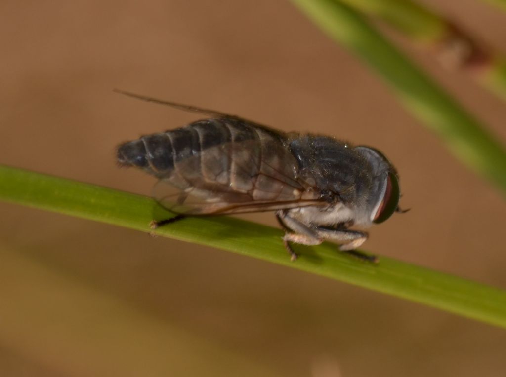 Tabanus cordiger?